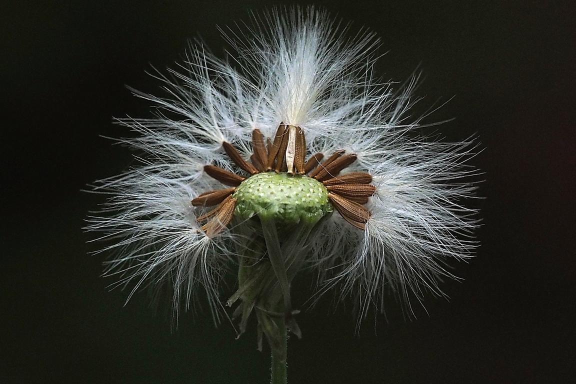 Pusteblume mit Stirnglatze