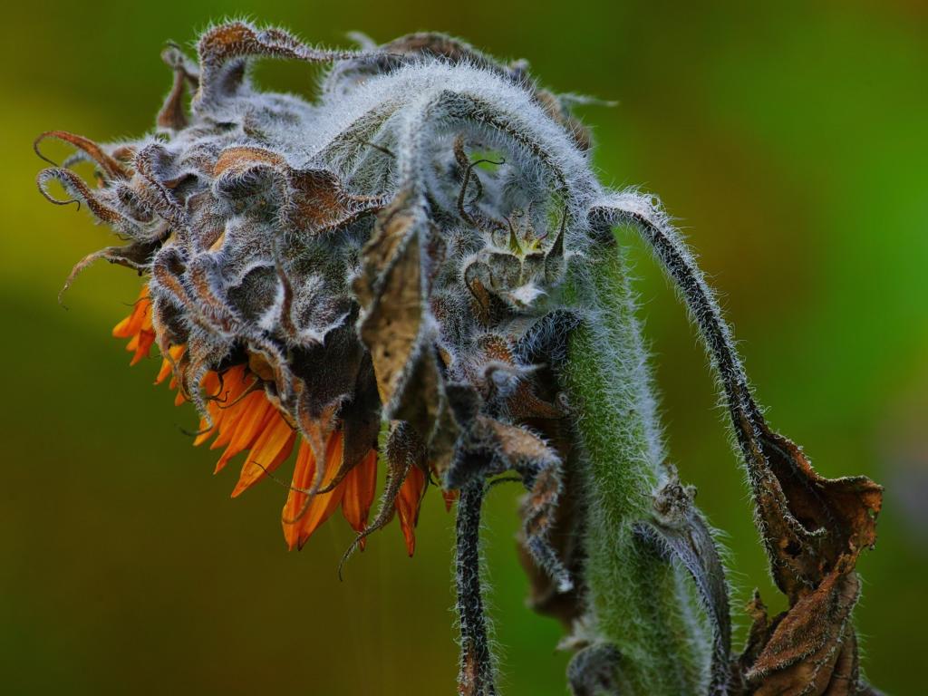 Sonnenblume in den letzten Zgen