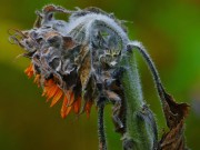 Sonnenblume in den letzten Zgen