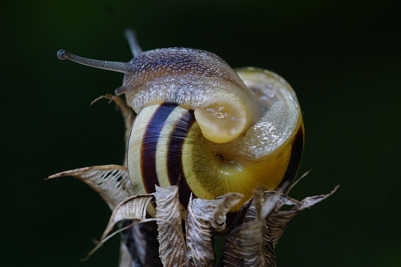 Schnecke auf Erkundungstour