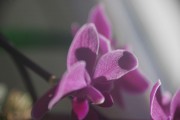 Orchidee in der Sonne