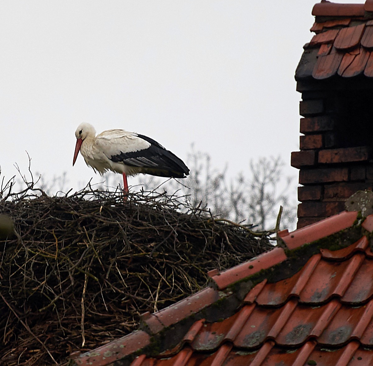 Storch im Februar