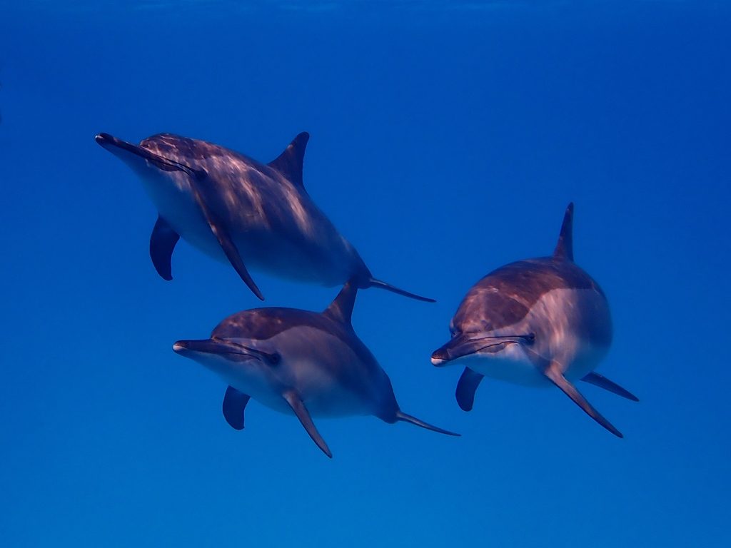 neugierige Delfine