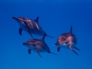  neugierige Delfine von HansDampf