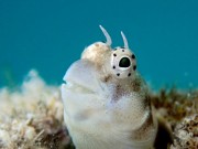  Blenny von HansDampf