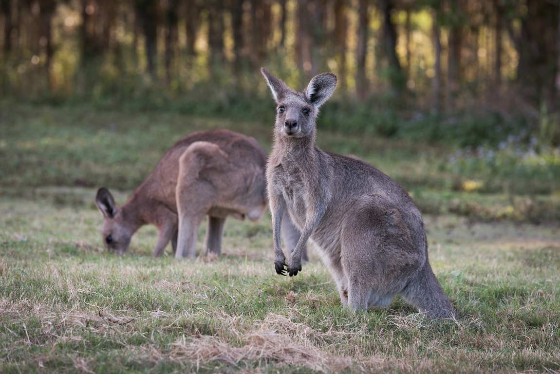 Kangaroo