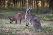 Kangaroo