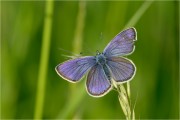 Rotkleebluling (Polyommatus semiargus)