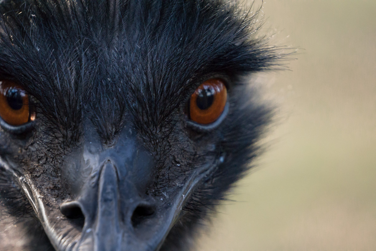 Emu