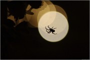 Spinne in der Nacht