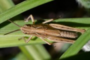 Aliens im Garten