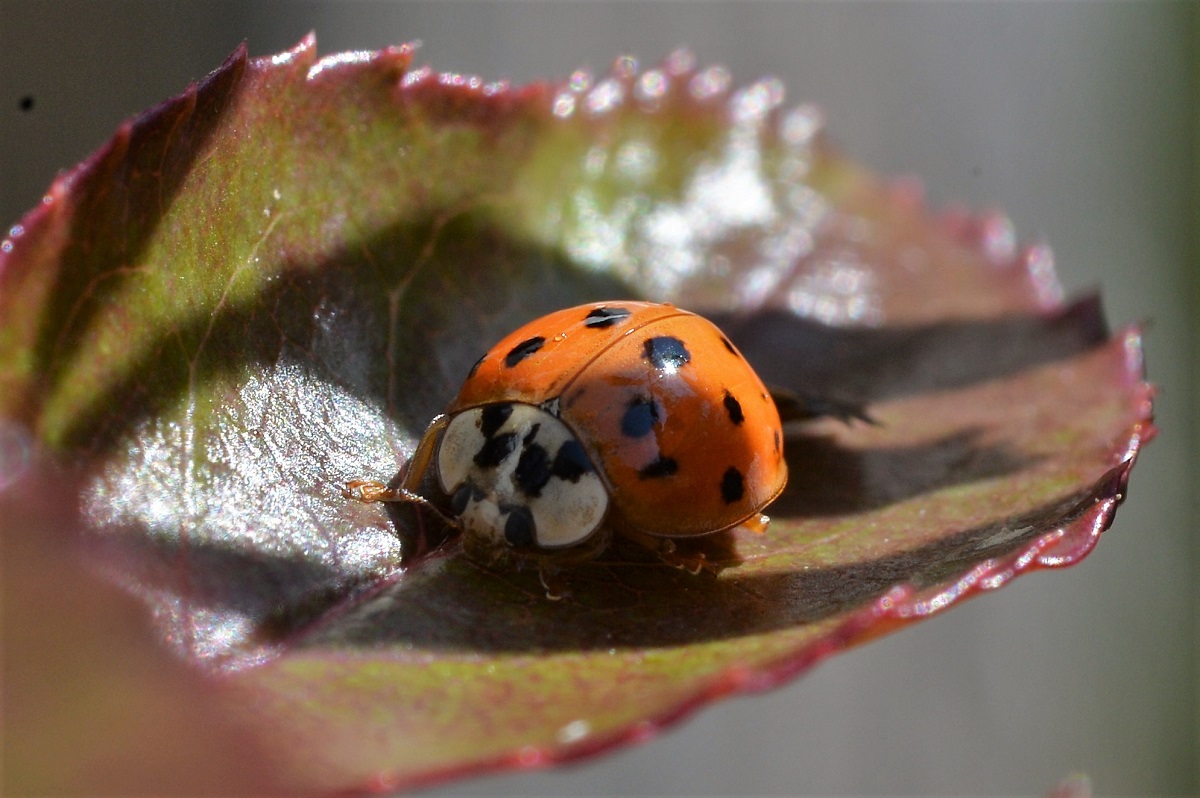 Aliens im Garten