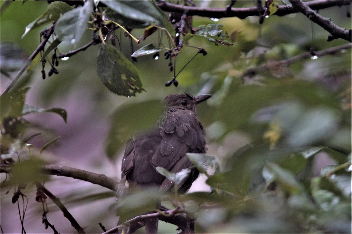 Amsel im Regen