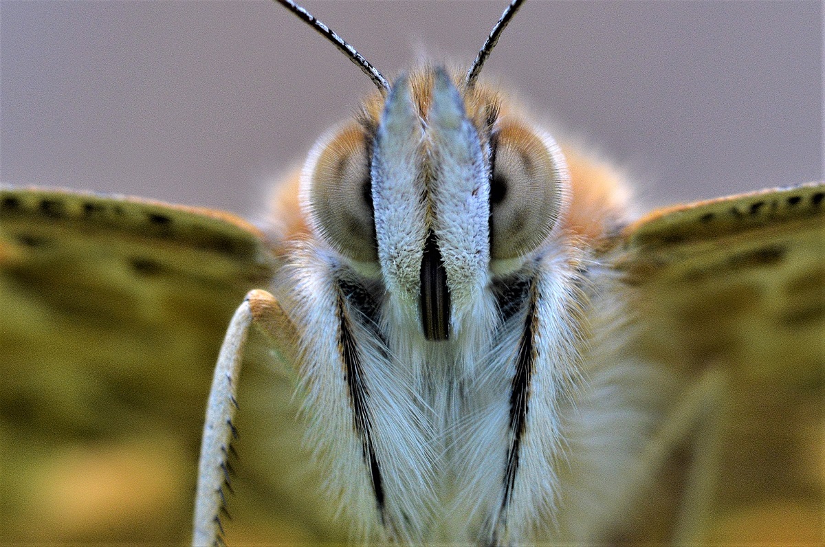 Schau mir in die Augen...