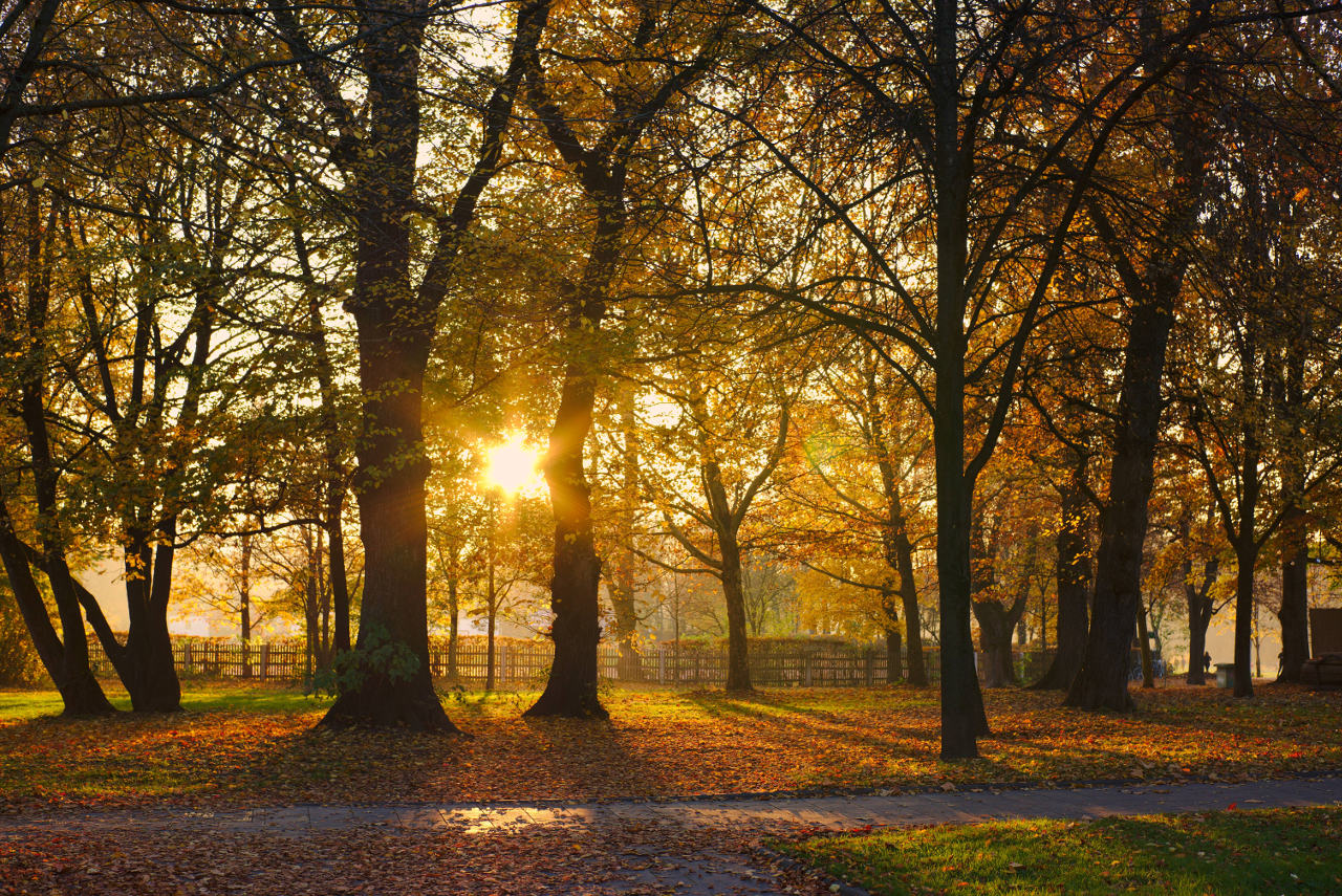 Goldenes Herbstlicht