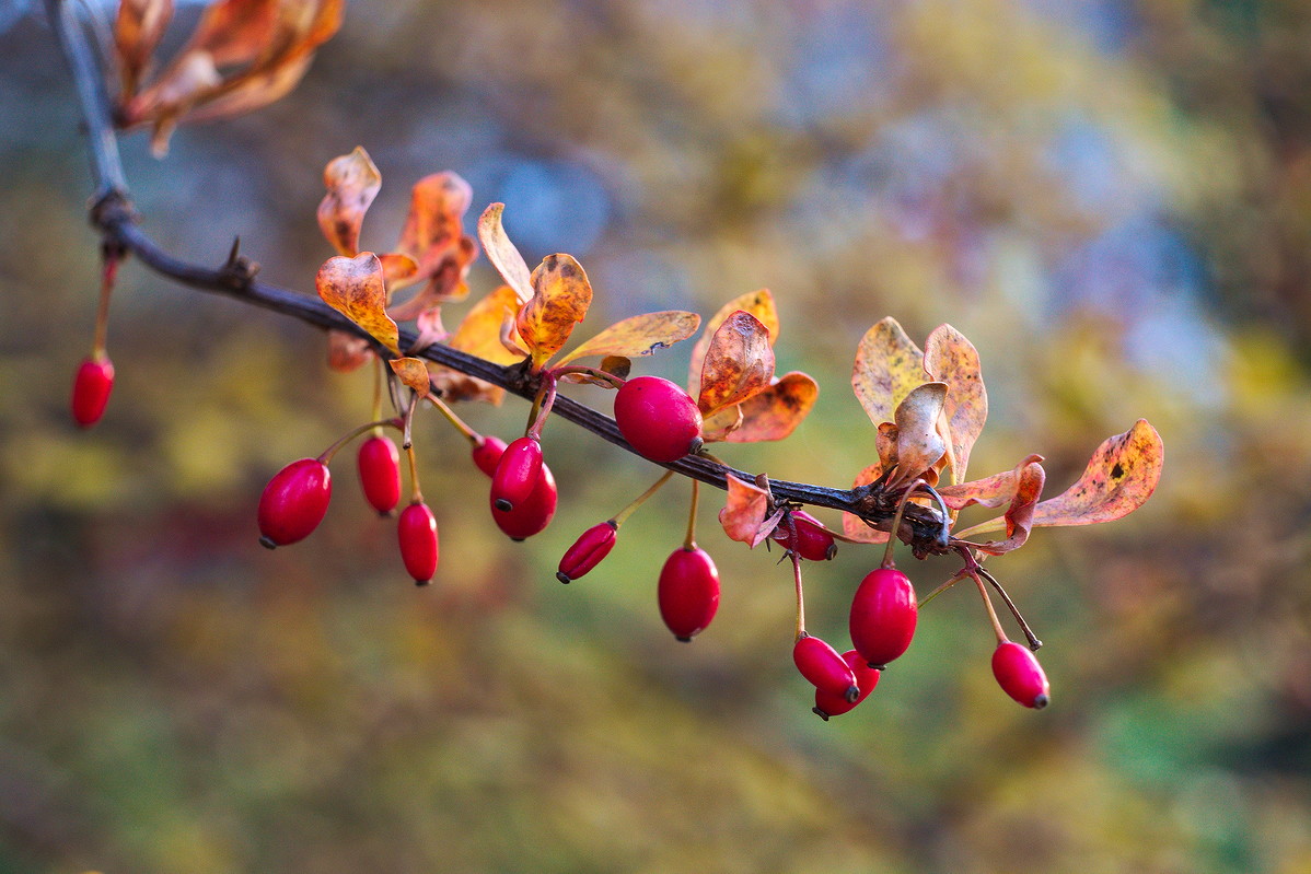 Herbstfarben