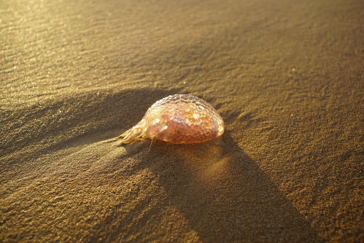 Qualle am Strand