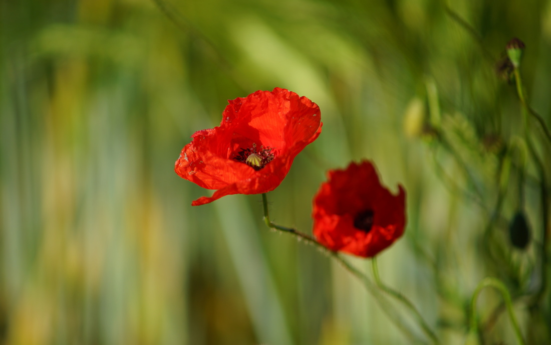 Mohn bei Fritzlar