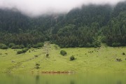 Kuhherde in den Pyrenen