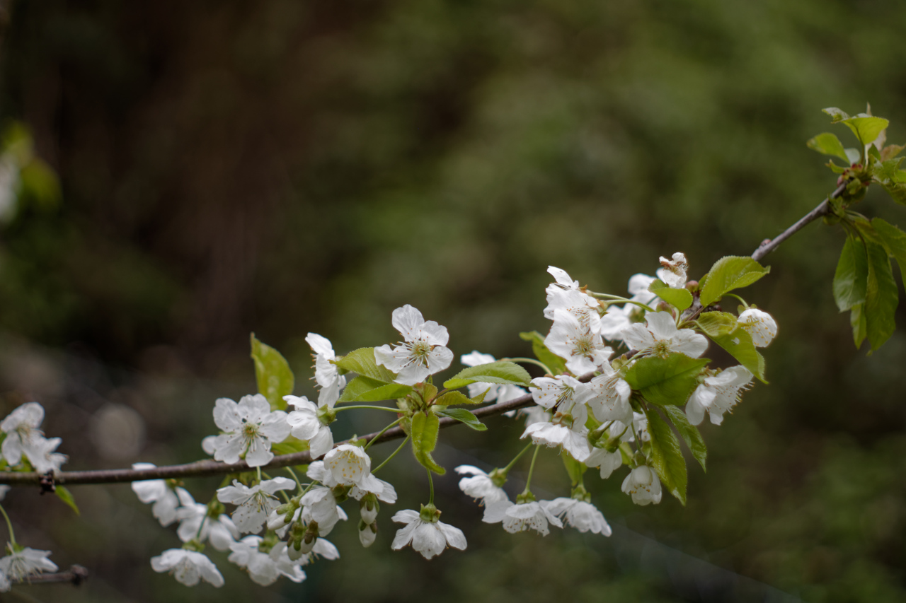 Baum blht im garten