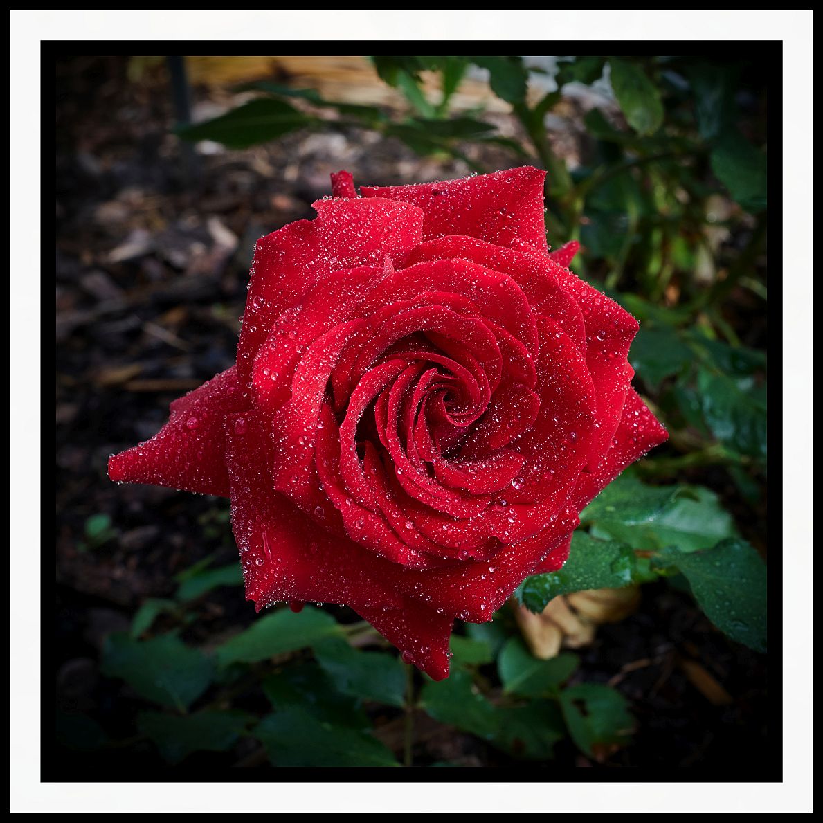 Diamond Rose