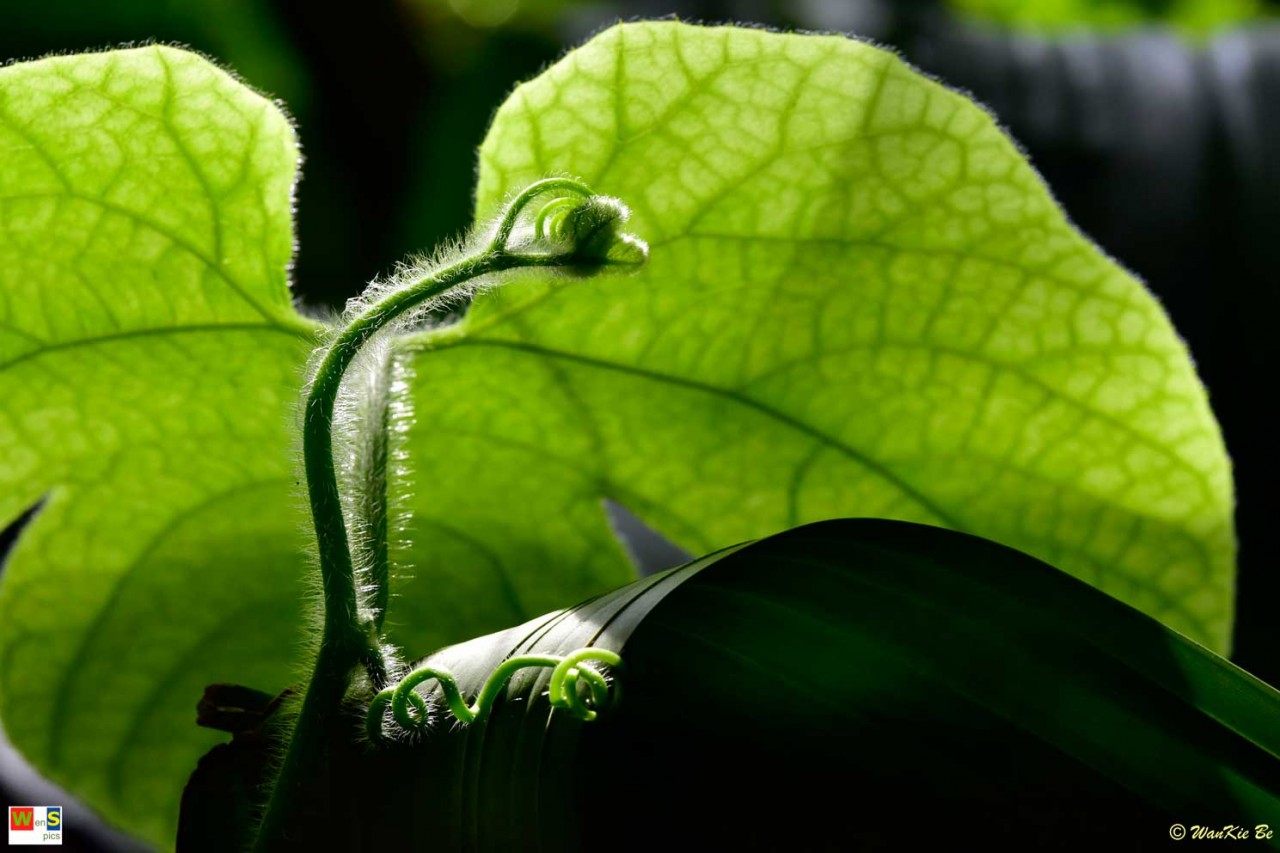 Blatt, licht und schatten