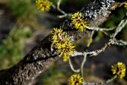 Frhling's blaues Band - in Gelb