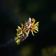 Serie 50mm-Test - im eigenen Garten, erwachendes Leben