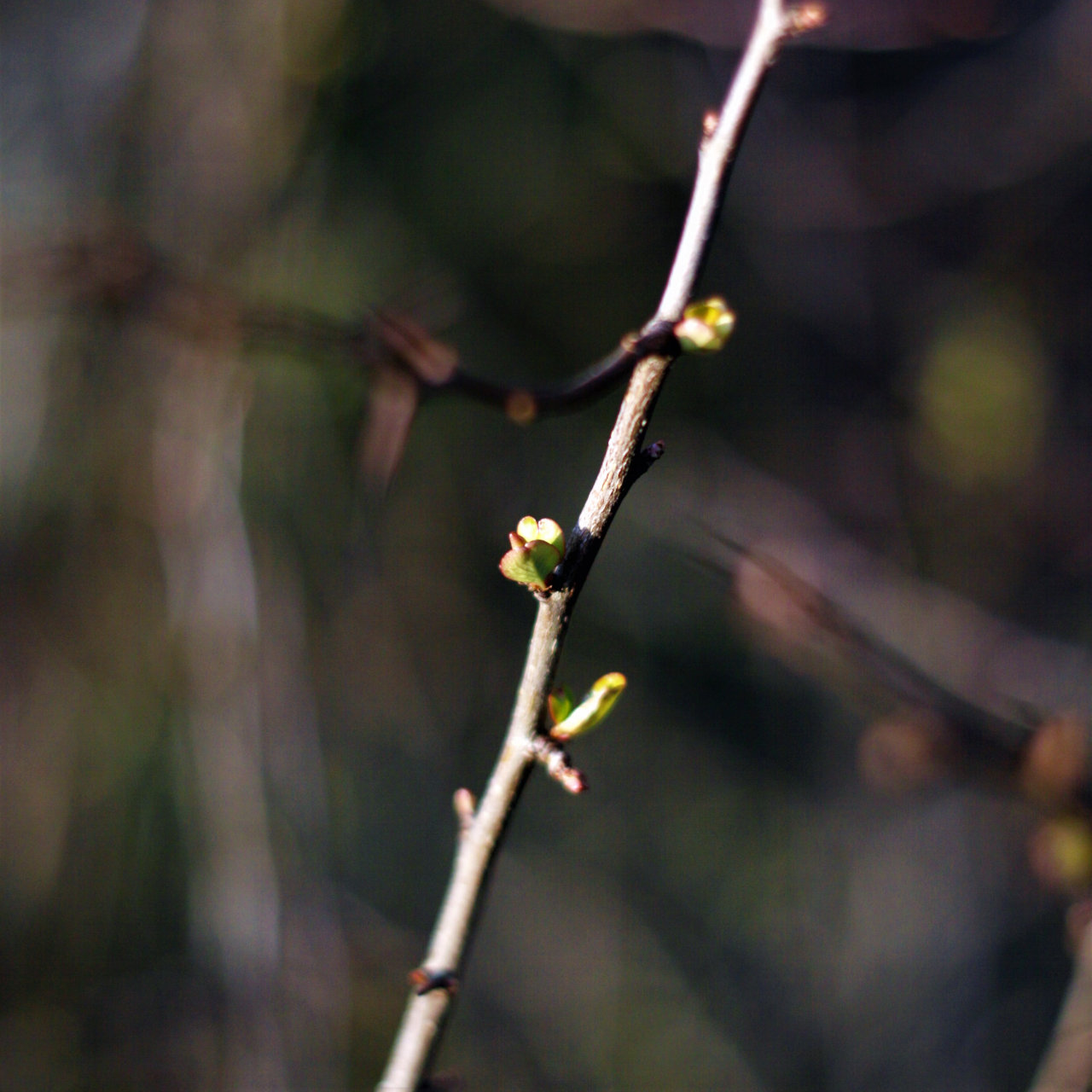 Serie 50mm-Test - im eigenen Garten, erwachendes Leben