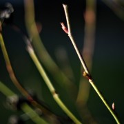 Serie 50mm-Test - im eigenen Garten, erwachendes Leben