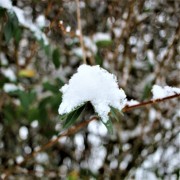 Frhlingsboten im Schnee