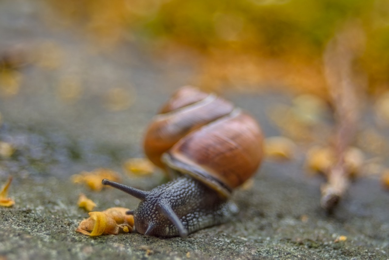 kleine Schnecke