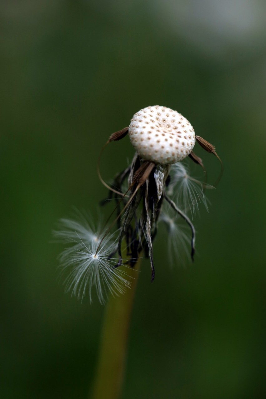 Pusteblume Teil 2