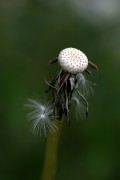  Pusteblume Teil 2 von Unterfranke