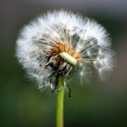  Pusteblume von Unterfranke