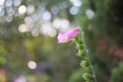  Fingerhut (Digitalis) von jomaot