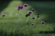  Strand-Grasnelke (Armeria maritima) von jomaot