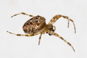 Gartenkreuzspinne (Araneus diadematus)