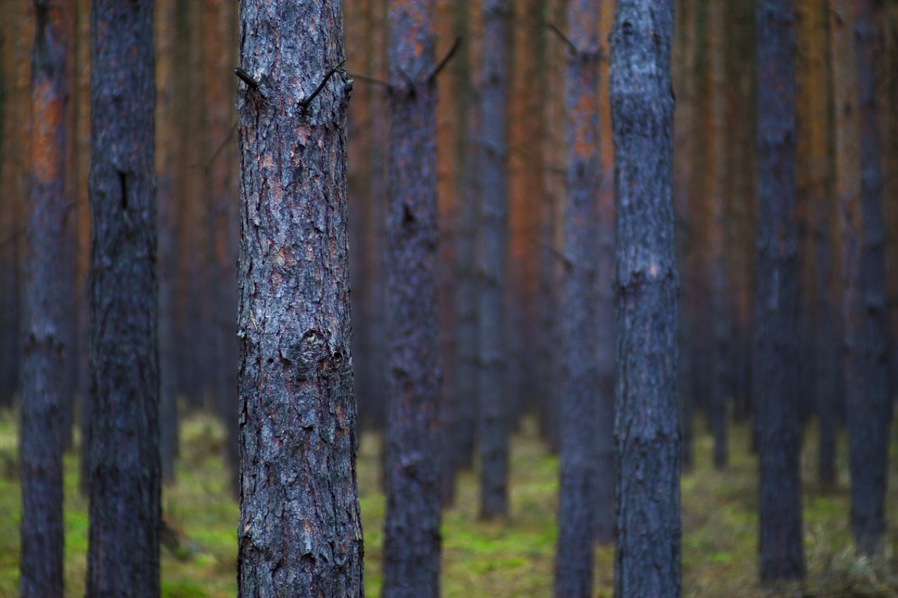 Kiefern - Wald