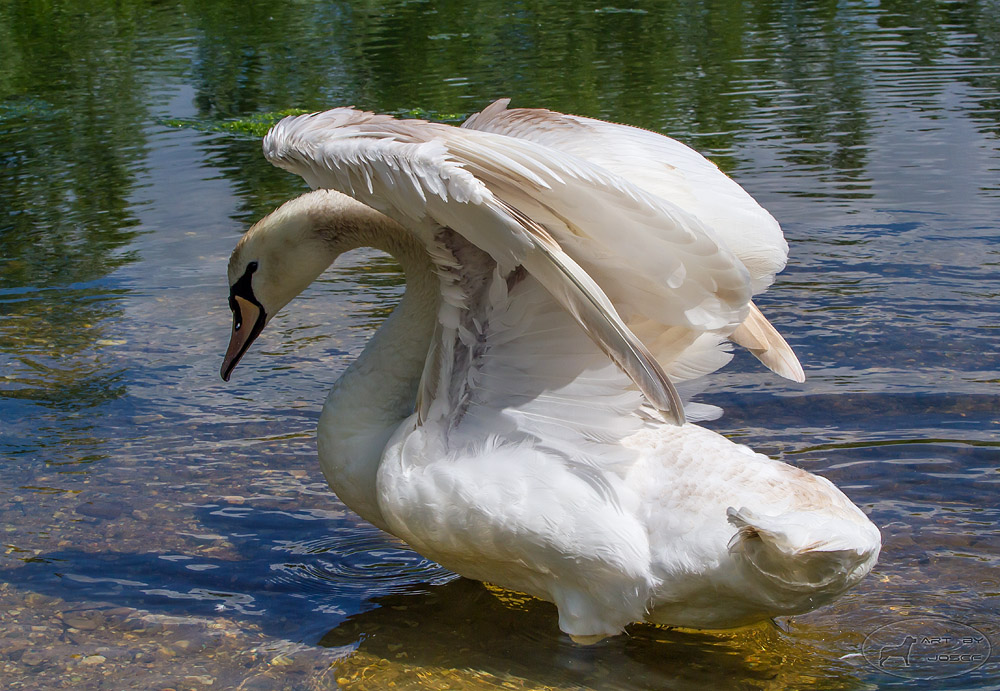 Schwan im Marienfeld