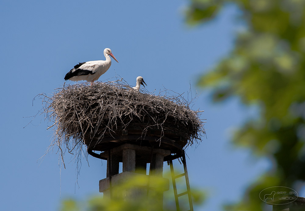 Storchennest