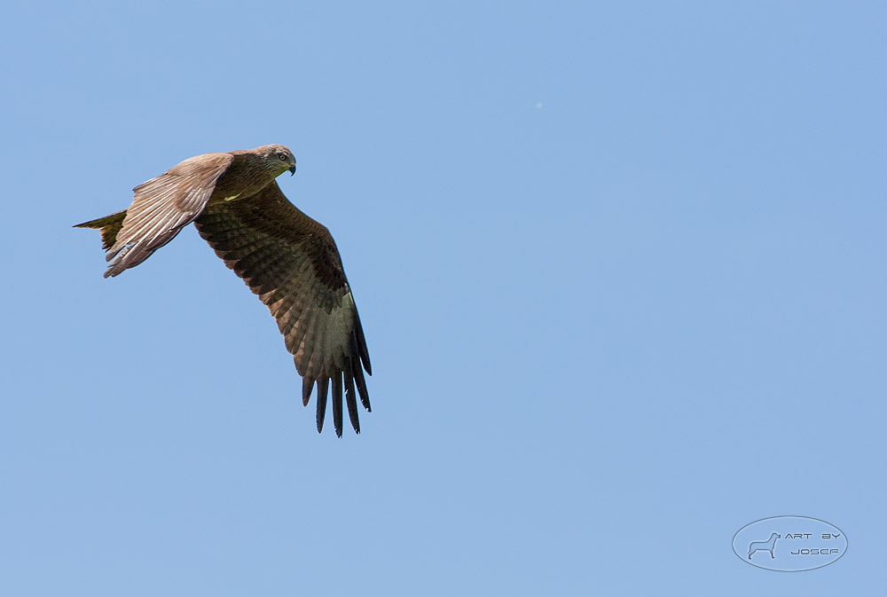 Bussard kurz vor Sturzflug