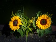 Sonnenblumen