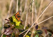 Besuch in einer Berberitze