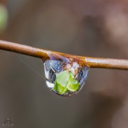 Spiere im Tropfen