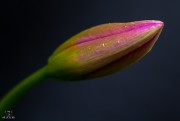 Wildtulpe