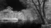 Tiergarten mit 700nm FIlter aufgenommen