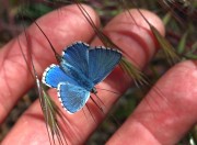  Himmelblauer Bl�uling von caro