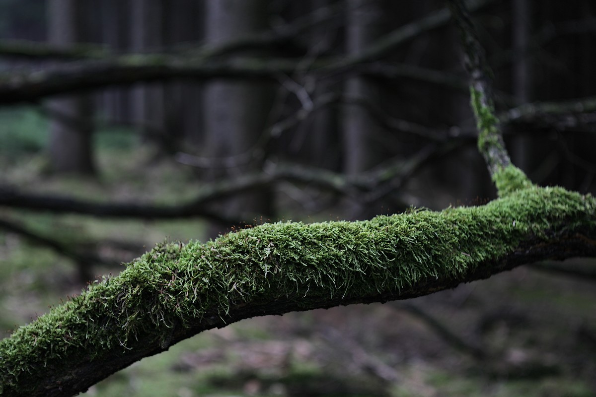 Im tiefen Wald, der Zahn der Zeit...