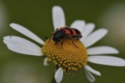 Gemeiner Bienenkfer